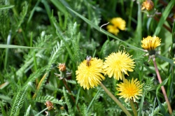 HISTOSLALOM Věžná-Kámen