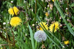 HISTOSLALOM Věžná-Kámen